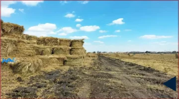 150 موقعًا.. الشرقية توسع شبكة تجميع قش الأرز لدعم الزراعة البيئية